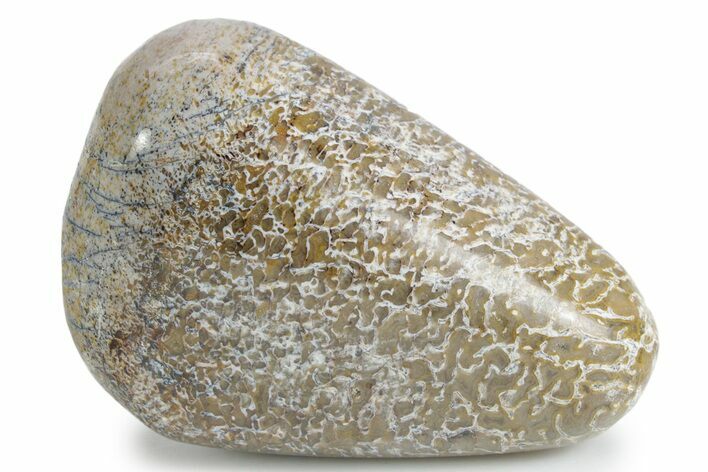 Polished Dinosaur Bone (Gembone) - Morocco #349580